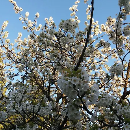 Gemuetliche, Helle Im Luftkurort Dansenberg 公寓 *