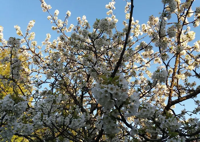 Gemuetliche, Helle Im Luftkurort Dansenberg 公寓 *